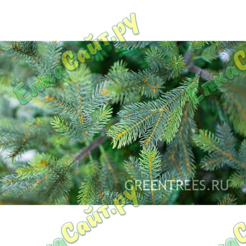 Green Trees Ель Сказочная Премиум 3.5 м. хвоя РЕ - ЕСП-3.5РЕ фото 2