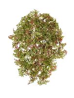 Ватер-грасс (Рясковый мох) куст зелёный с бордо 20 см.