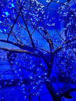 Светодиодное дерево Сакура 3 м., 1632 синих диодов с керамическим стволом - CRM 1632 BL